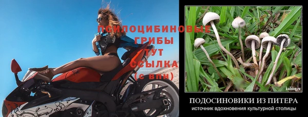 ПСИЛОЦИБИНОВЫЕ ГРИБЫ Кулебаки